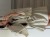 IMG_7005.jpeg